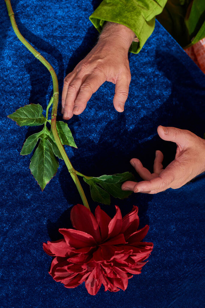 partial view of elderly man with wrinkled hands near fresh and red peony flower with green leaves on blue velvet and textured tablecloth, symbolism, golden aging population concept, top view - Photo, Image
