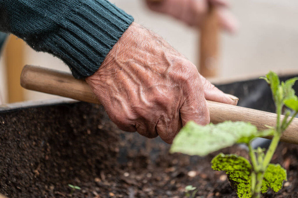 Закрыть руки старика, держащего мотыгу во время работы в огороде. Высокое качество фото - Фото, изображение