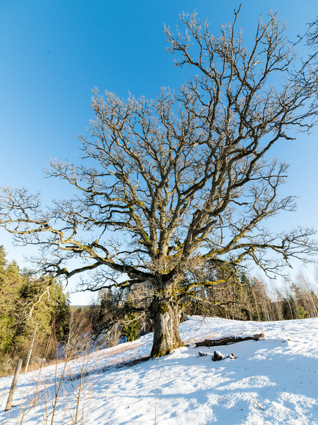 Старый дуб зимой
 - Фото, изображение