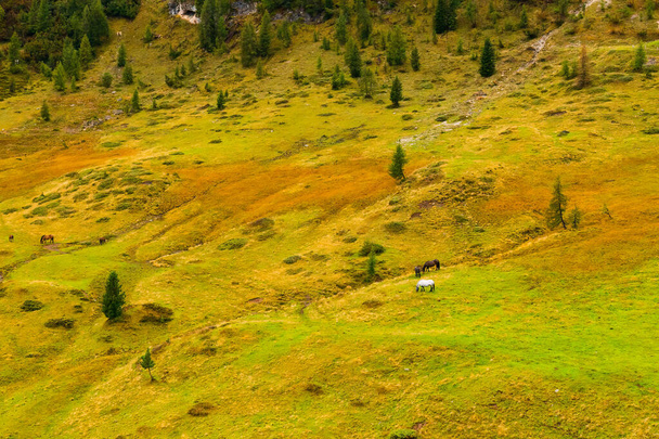 Schönes Tal mit grünem Grasteppich bedeckt. - Foto, Bild