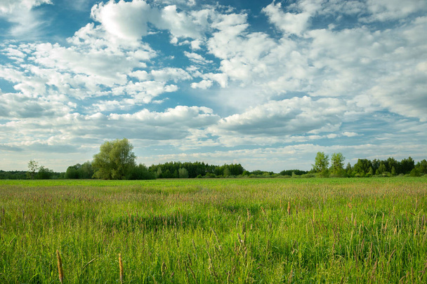 White clouds in the sky over a green meadow, Nowiny, Poland - Foto, immagini