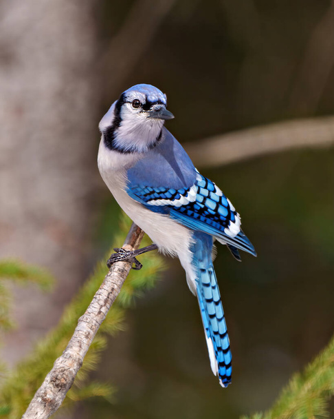 Blue Jay close-up view perched on a branch with a blur soft background in the forest environment and habitat surrounding displaying blue feather plumage wings. Jay Picture. Portrait. - Φωτογραφία, εικόνα