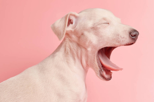 Portrait of cute Italian Greyhound puppy yawning isolated on pink studio background. Small sleepy beagle dog white beige colo - Foto, imagen