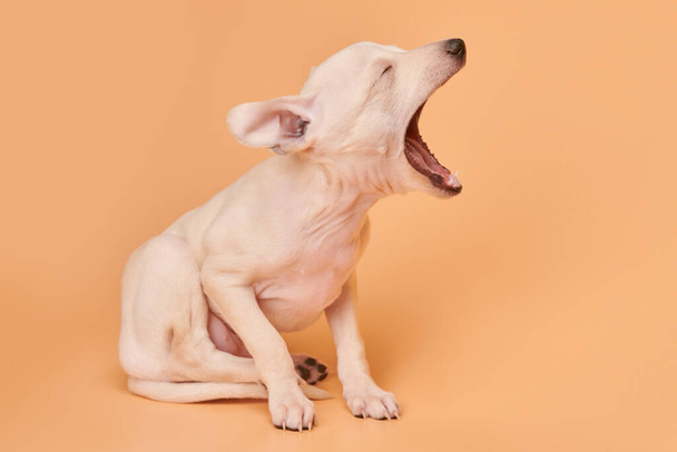Portrait of cute Italian Greyhound puppy yawning isolated on orange studio background. Small sleepy beagle dog white beige colo - Foto, imagen