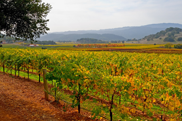 Winnic w dolinie Napa jesienią - Zdjęcie, obraz