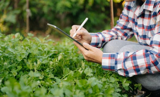 Farmer woman using digital tablet computer in field, technology application in agricultural growing activity, in morning light - 写真・画像