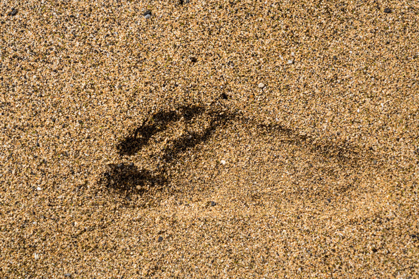 Tek sağ ayak kuma yazdırma - Fotoğraf, Görsel