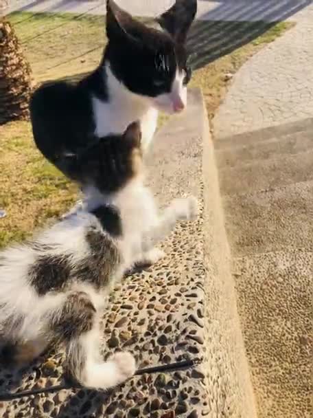 A cute scene of a cat playing with its mother. The two are clearly having a lot of fun, and the footage is sure to put a smile on your face - Footage, Video