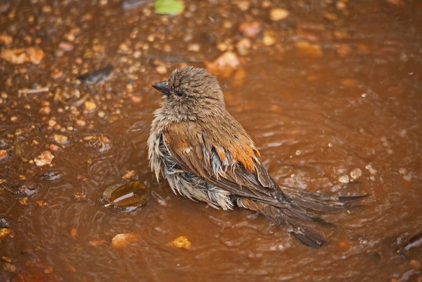 Southern Grey-headed Sparrow (Passer diffusus) bathing in a shallow pool in Kruger National Park. South Africa - Foto, Imagem