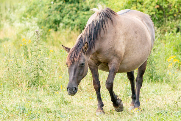 コニック馬は草原の風景の中を歩くオランダ、ヨーロッパのOoijpolder - 写真・画像