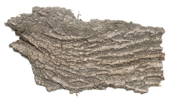 Кора з дерев'яною текстурою
 - Фото, зображення