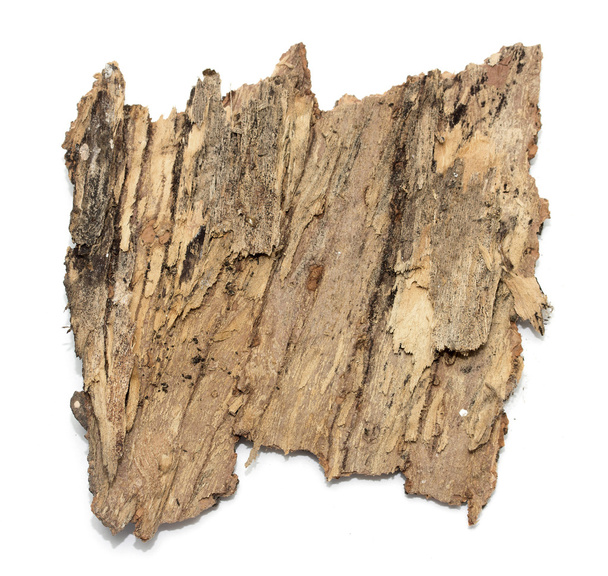 Stub log bark with wooden texture - Photo, Image