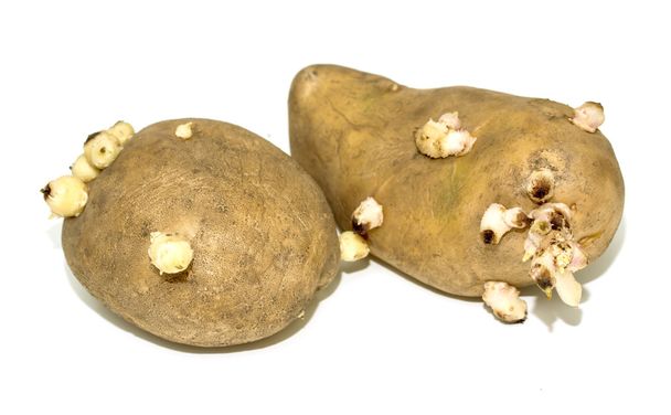 Batatas germinadas em um branco
 - Foto, Imagem