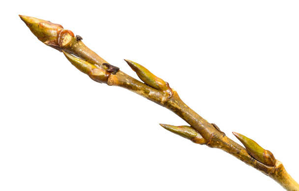 Bud on a tree branch isolated - Photo, Image