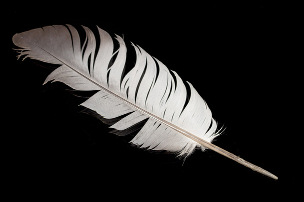 Una pluma de pájaro
 - Foto, imagen