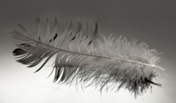 One bird feather - Foto, imagen