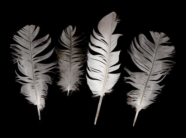 Птичьи перья на черном
 - Фото, изображение