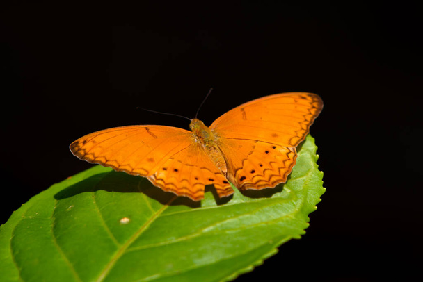 Güzel turuncu Cirrochroa aoris kelebeğinden yeşil yaprağa Tayland 'daki Kaeng Krachan Ulusal Parkı' nda - Fotoğraf, Görsel