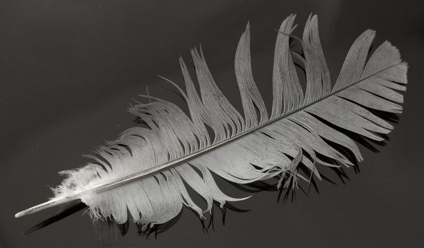Una pluma de pájaro
 - Foto, Imagen