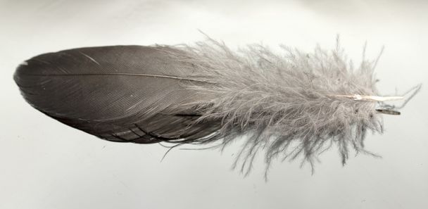 Une plume d'oiseau
 - Photo, image
