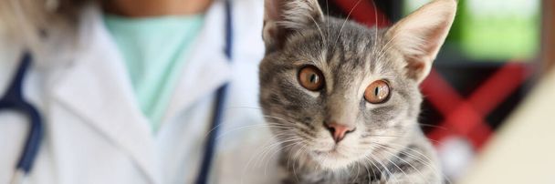 獣医の手は獣医クリニックで美しい猫を保持する。動物の医療。動物の概念のための治療サービス - 写真・画像