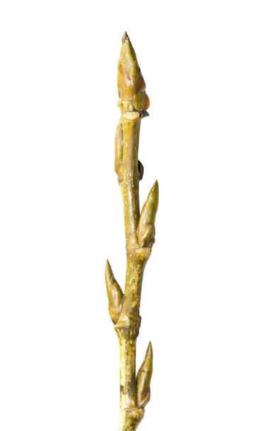 Buds on tree branch - Photo, image