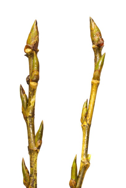 Buds on tree branch - Photo, image