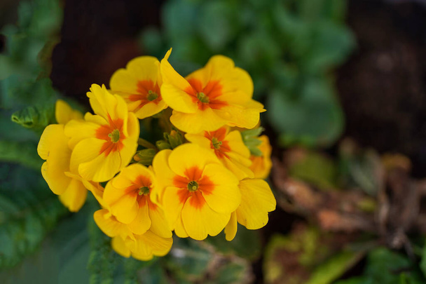 Yellow spring flower. Spring mood. Floral background, soft focus - Photo, Image