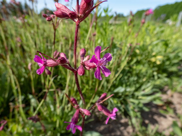 Close-up shot of the Sticky catchfly or Clammy campion (viscaria vulgaris) flowering with bright rosy-pink flowers in the garden in summer - Photo, Image