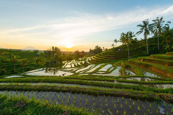 Ρύζι βεράντες στα βουνά στο sunrise, Μπαλί Ινδονησία - Φωτογραφία, εικόνα