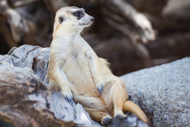 allerta meerkat (Suricata suricatta) seduta e rilassarsi sull'albero come
  - Foto, immagini