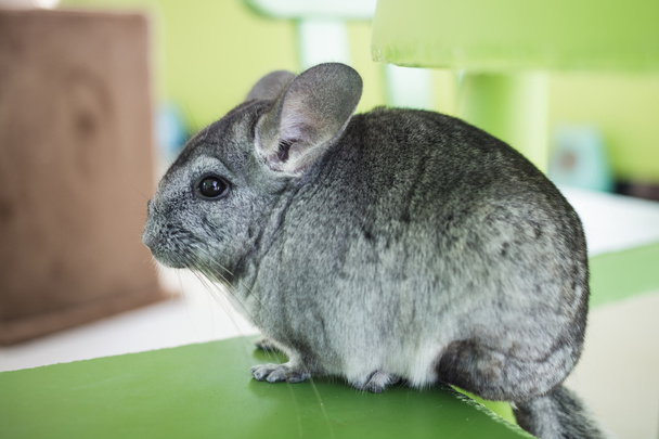 Chinchilla grey color, sitting in chair - Photo, Image