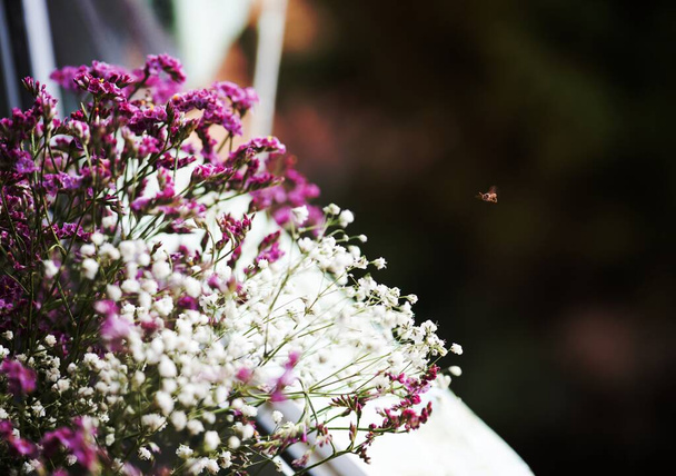 Крупним планом квіти рожево-білої статиці
 - Фото, зображення