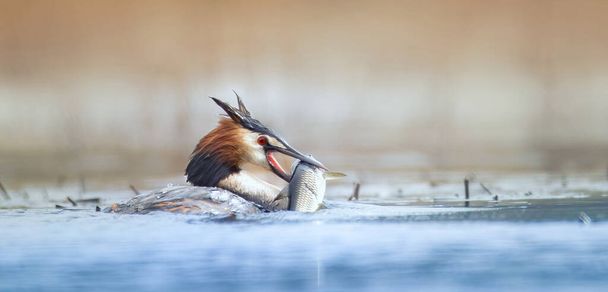Podiceps cristatus floats on the water and doing pre-wedding dance and feeds the young, the best photo. - Photo, Image