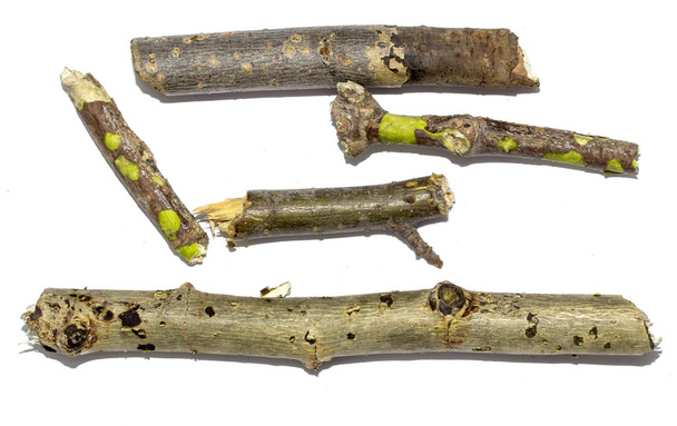 Дерев'яні сучки, ізольовані
 - Фото, зображення