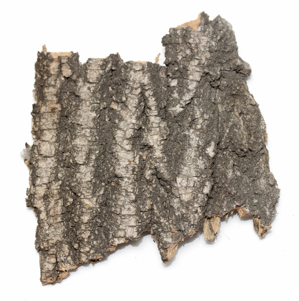 Stub corteza de tronco con textura de madera
 - Foto, Imagen