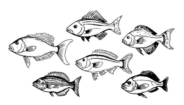 Collection of fish sketch hand drawn engraving style illustration - Vector, Imagen