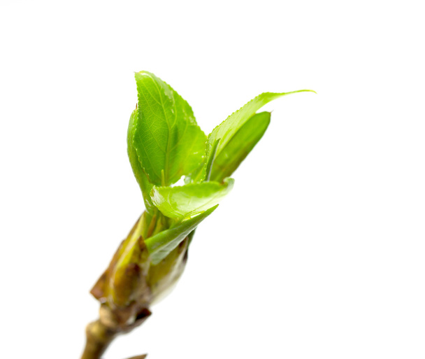 Макрос молодого листя на гілці
 - Фото, зображення