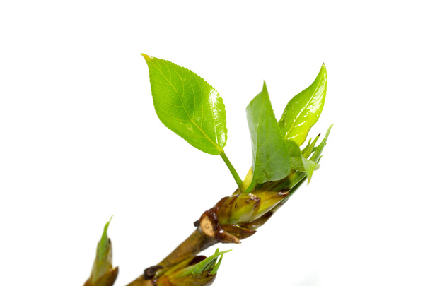 μακροεντολή από νεαρά φύλλα στο κλαδί - Φωτογραφία, εικόνα