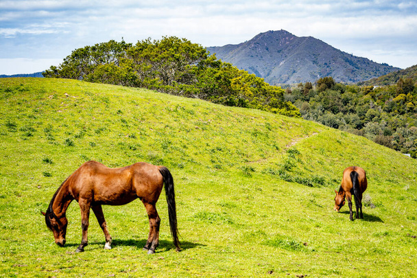 Chevaux broutant sur les collines verdoyantes du comté de Marin en Californie avec des montagnes en arrière-plan. - Photo, image