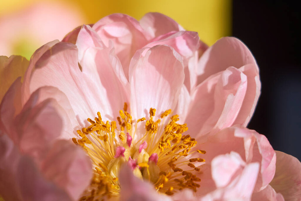 Un'enorme peonia rosa in fiore sullo sfondo di una parete gialla - Foto, immagini