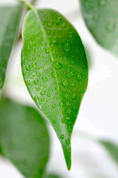 Зеленый лист с капельками воды - Фото, изображение