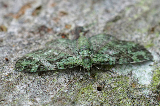 Closeup detalhado na pequena mariposa do geômetro Green Pug, Pasiphila rettangulata com asas abertas - Foto, Imagem