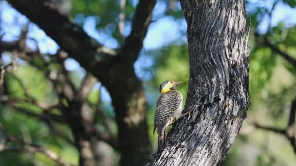 Бразильская птица семейства Picidae. Известен как woodpecker-carij или "cerrado green woodpecker". (Colaptes melanochloros nattereri, Colaptes melanochloros melanochloros) ) - Кадры, видео
