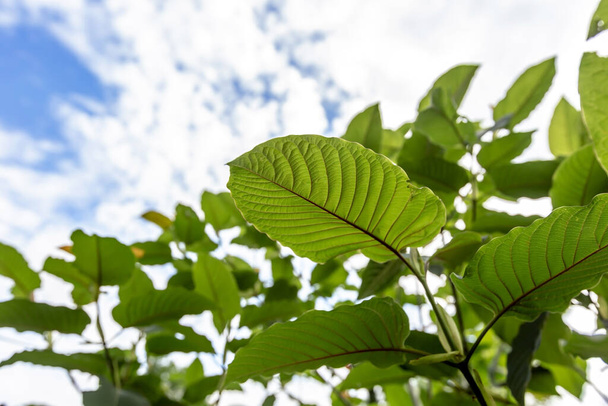 Kratom or Mitragyna speciosa branch green leaves on natural background. - Photo, Image