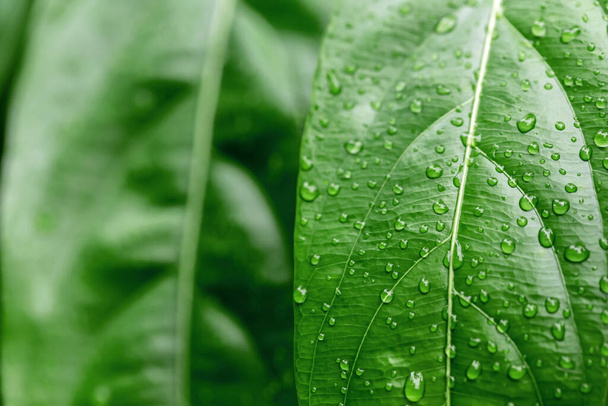 σταγόνες νερού μετά από βροχή σε πράσινο φύλλο - Φωτογραφία, εικόνα