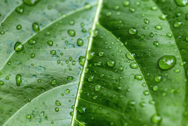 water drops after rain on green leaf - Photo, Image