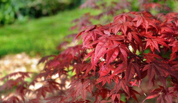 cluseup em folha vermelha de uma árvore de bordo japonesa em um jardim  - Foto, Imagem