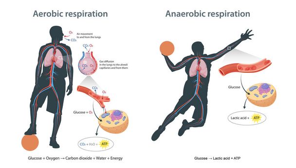 Respiración aerobia y anaerobia en las células - Foto, Imagen
