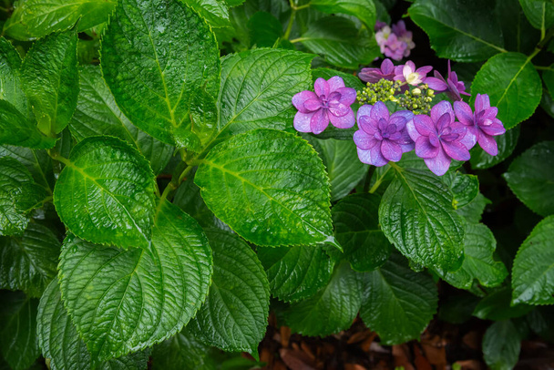 Hydrangea macrophylla (Hortensia group) flowers field blooming in natural garden background - Photo, Image